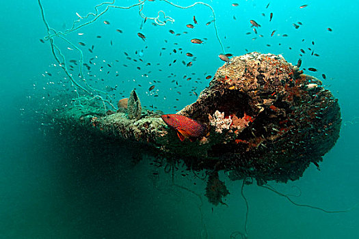 石斑鱼,九棘鲈属,飞机,残骸,新,爱尔兰,巴布亚新几内亚,水下