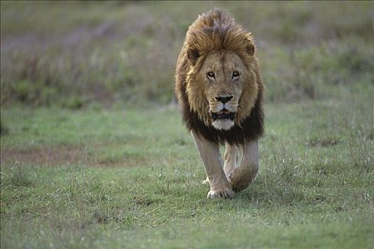 非洲狮,狮子,恩戈罗恩戈罗火山口,坦桑尼亚