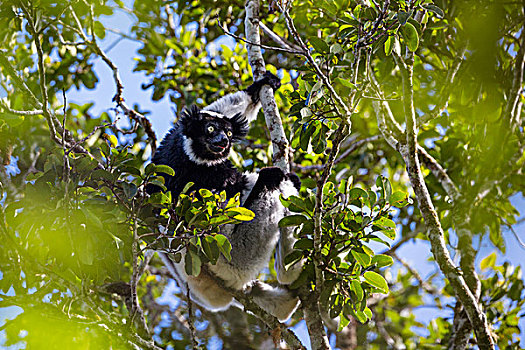 树上,国家公园,马达加斯加
