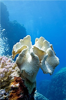 珊瑚礁,黄色,软珊瑚,蘑菇,皮革,仰视,热带,海洋,蓝色背景,水,背景