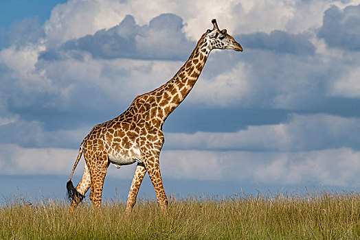 长颈鹿,雄性动物,走,大草原,马赛马拉,肯尼亚,非洲