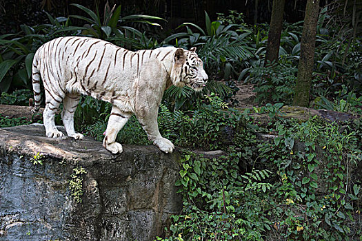 白色,孟加拉虎,虎,新加坡,亚洲