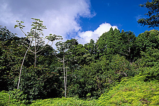 多巴哥岛,雨林