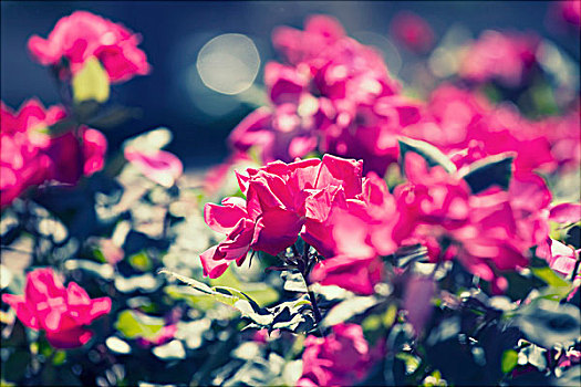 粉色,玫瑰,公园