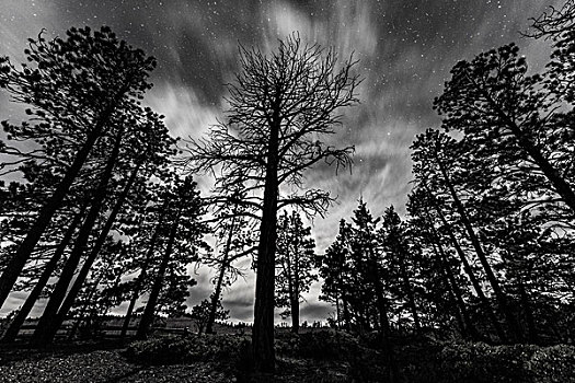 剪影,树,夜晚,星空,布莱斯峡谷国家公园,犹他,美国,北美