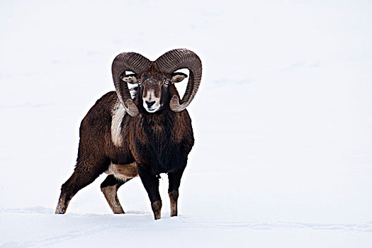 欧洲盘羊,冬天,奥地利,欧洲