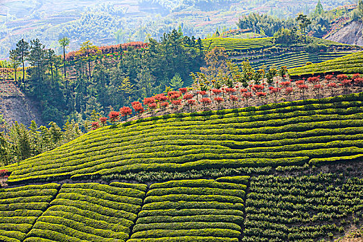 茶叶,茶园,茶山