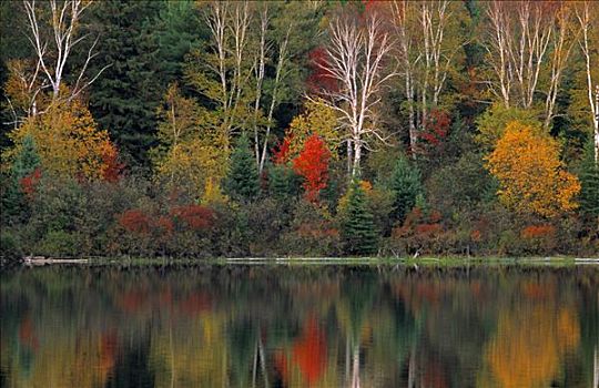 秋天,硬木,树林,反射,水中,加拿大