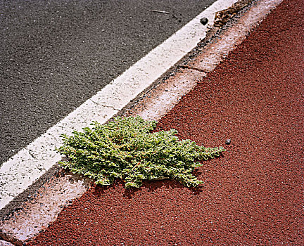 植物,沥青,街道