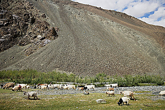 听,山羊,绵羊,放牧,山麓,喜马拉雅山,拉达克,印度