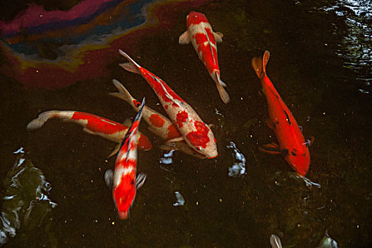 池塘里的红色鲤鱼