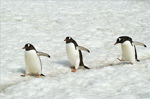 巴布亚企鹅,三个,走,雪,南极