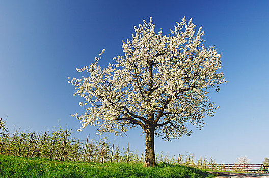 樱桃树,康士坦茨湖,巴登符腾堡,德国