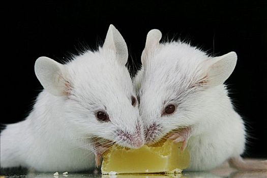 白鼠,吃,奶酪