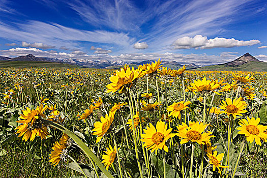 野花,落基山,弗朗特岭,靠近,蒙大拿,美国
