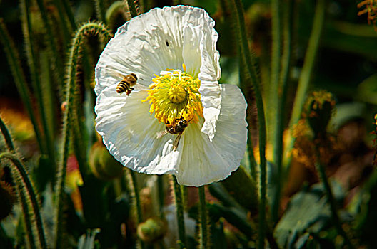 花,蜜蜂,兰花,采蜜,白花,花瓣,花蕊,草丛