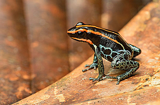 乐观,毒物,青蛙,亚马逊雨林,国家公园,厄瓜多尔,南美