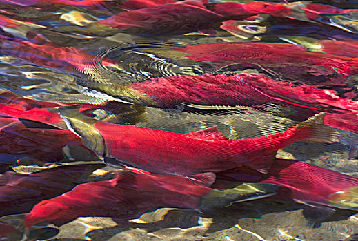 红大马哈鱼,红鲑鱼,群,休息,卵,亚当斯河,省立公园,不列颠哥伦比亚省,加拿大