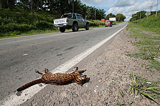 豹,猫科动物,撞死,旁侧,公路,沙巴,婆罗洲,马来西亚