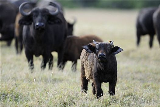 非洲水牛,南非水牛,牧群,幼兽,禁猎区,肯尼亚,非洲