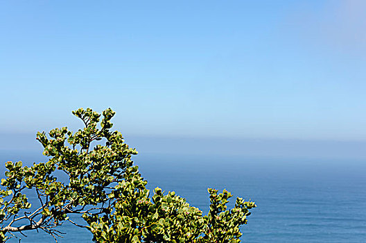 海边植物和蓝天海洋背景