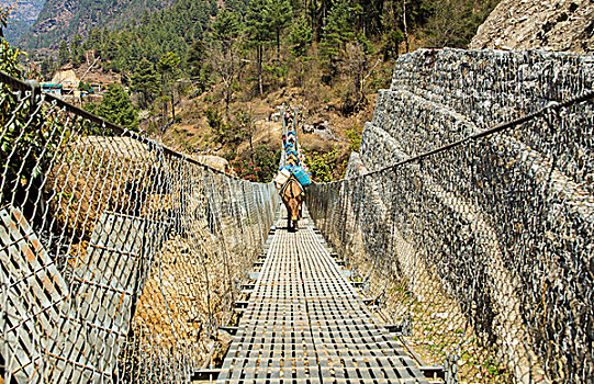 尼泊尔,驴,走,吊桥,户外,靠近,珠穆朗玛峰