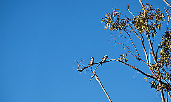 笑翠鸟,鸟,澳大利亚,橡胶树