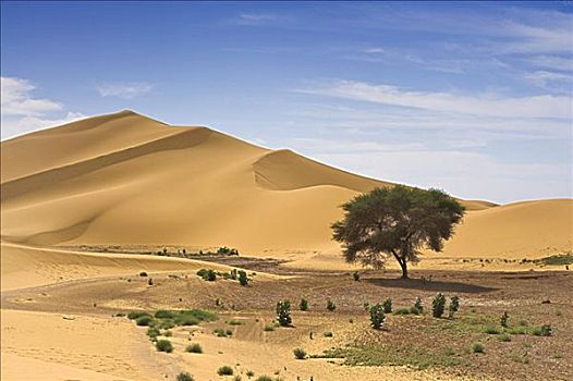 树,沙丘,利比亚沙漠,利比亚