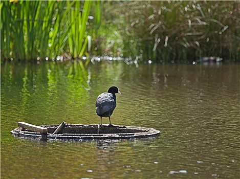黑鸭,排水,溢出