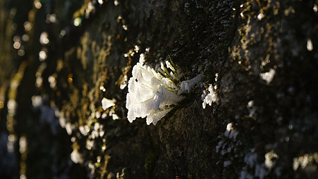 雪花