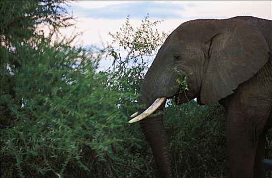南非,大象,国家公园
