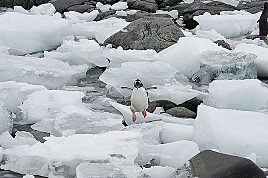 巴布亚企鹅,跳跃,浮冰,南极