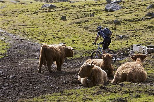 山地自行车,高原牛,草场,山谷,提洛尔,奥地利