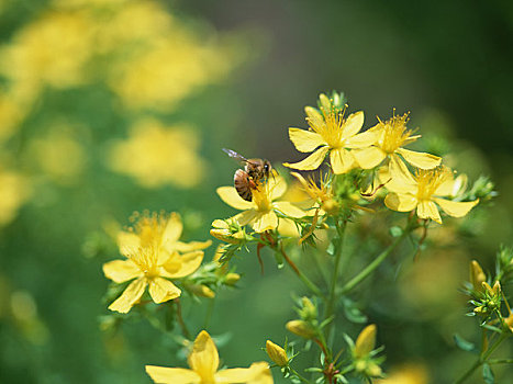 花,蜜蜂