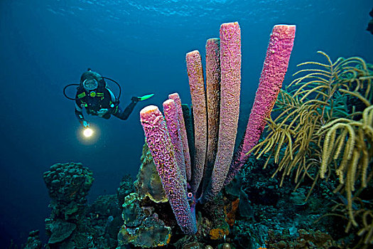 水中呼吸器,潜水,海绵,博奈尔岛,小安的列斯群岛,荷兰,安的列斯群岛,加勒比