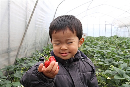 日本人,男孩,吃,草莓,2岁