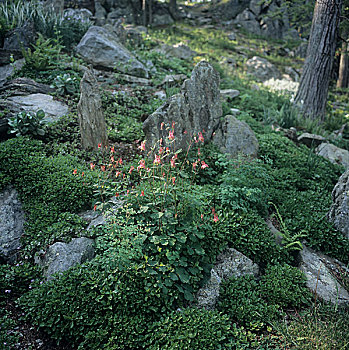 石头,花,绿色,植被