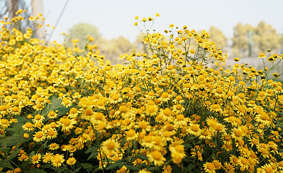 羊城广州番禺万顷沙农科院基地的初冬美景之金黄色菊花