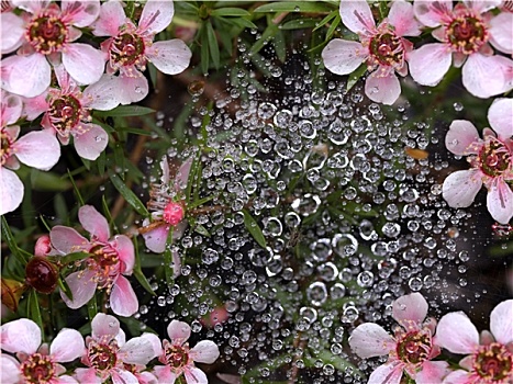 春天,雨,水滴,蜘蛛网,粉花