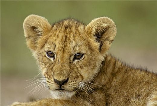 狮子,幼仔,马赛马拉,肯尼亚,非洲