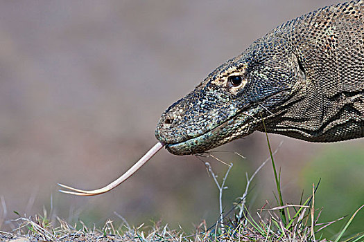 科摩多巨蜥,科摩多龙,舌头,林卡岛,科莫多国家公园,印度尼西亚