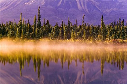 树林,湖,海岸线,背景,阿拉斯加,秋天
