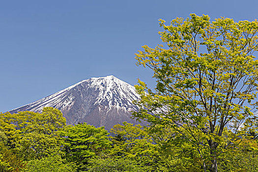 山,富士山,树,绿叶,日本