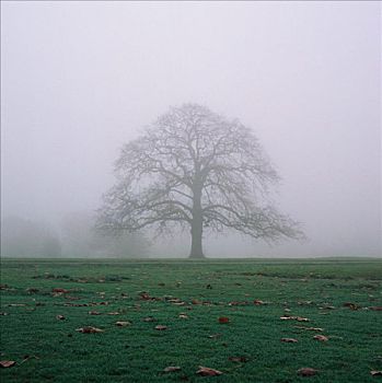 树,薄雾