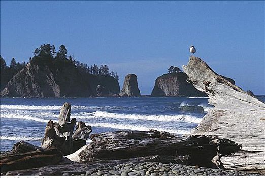 太平洋海岸,海洋,海鸥,木头,环太平洋国家公园,不列颠哥伦比亚省,加拿大,北美,海鸟
