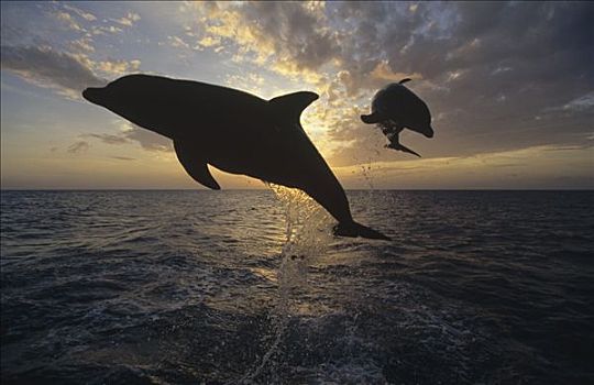 宽吻海豚,跳跃,加勒比海