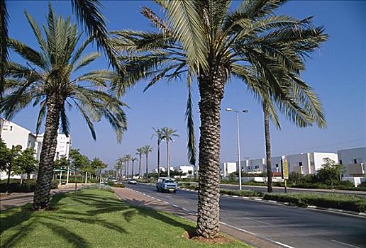 棕榈树,道路,以色列