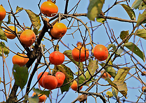 柿子树上成熟的柿子