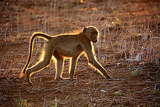 南非大狒狒,豚尾狒狒,成年,雄性,逆光,日落,克鲁格国家公园,南非,非洲