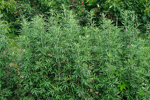 五月山野中青葱的艾蒿